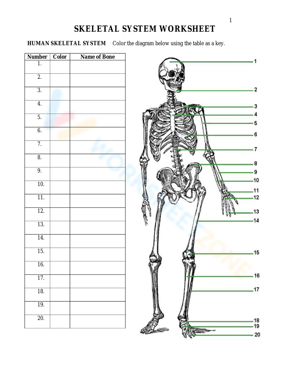 Bones Worksheets 2025