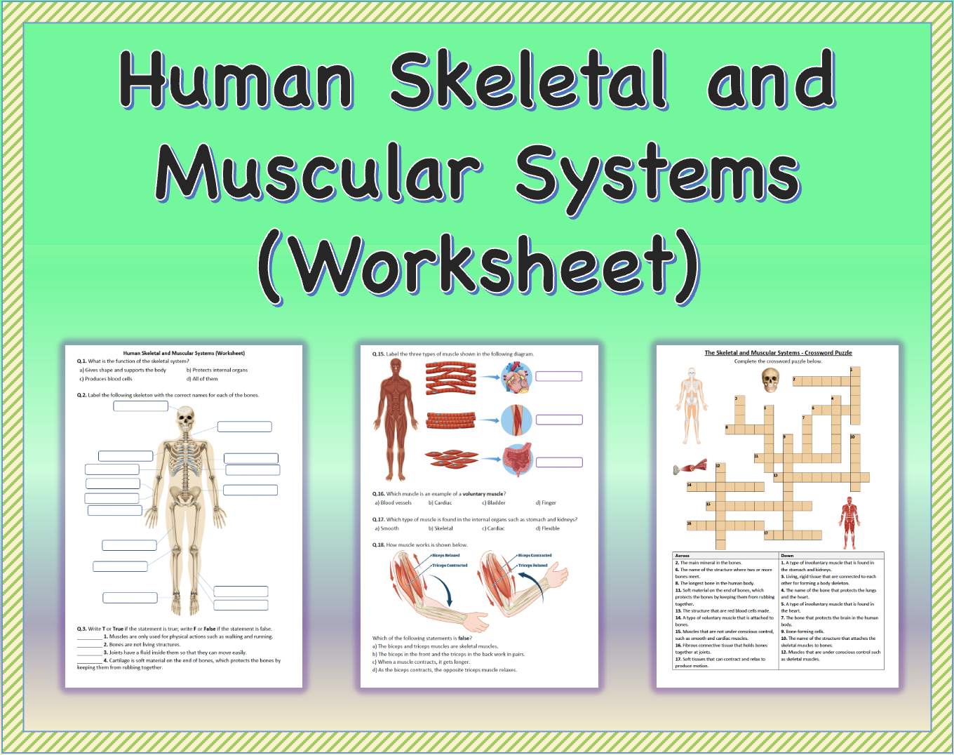 Printable Skeletal System Worksheet