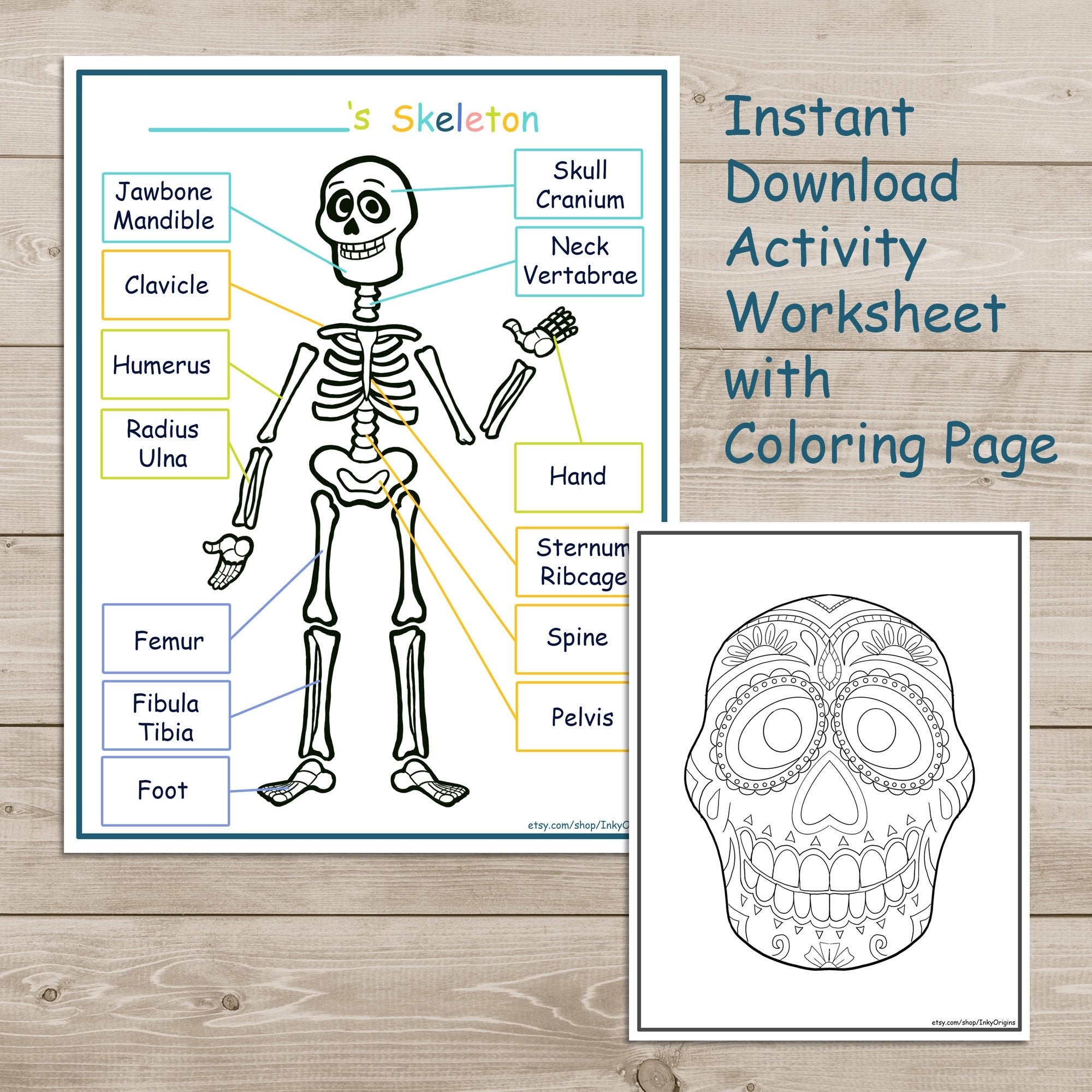 Printable Skeleton Activity Pack Coloring Page Kids Learning Science Homeschool Learning Instant Download Etsy Canada