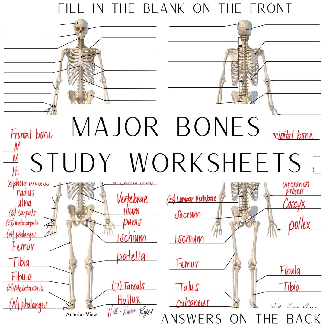 Skeletal System Major Bones Anatomy Physiology Study Worksheets Digital Download Anterior View Posterior View Etsy UK