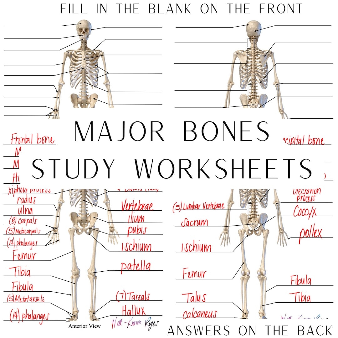 Skeletal System Major Bones Anatomy Physiology Study Worksheets Digital Download Anterior View Posterior View Etsy UK