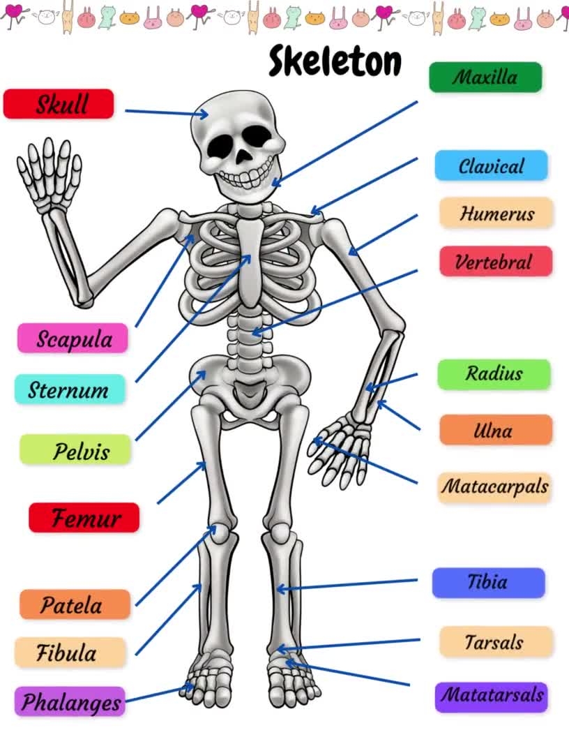 Printable Skeleton Worksheet
