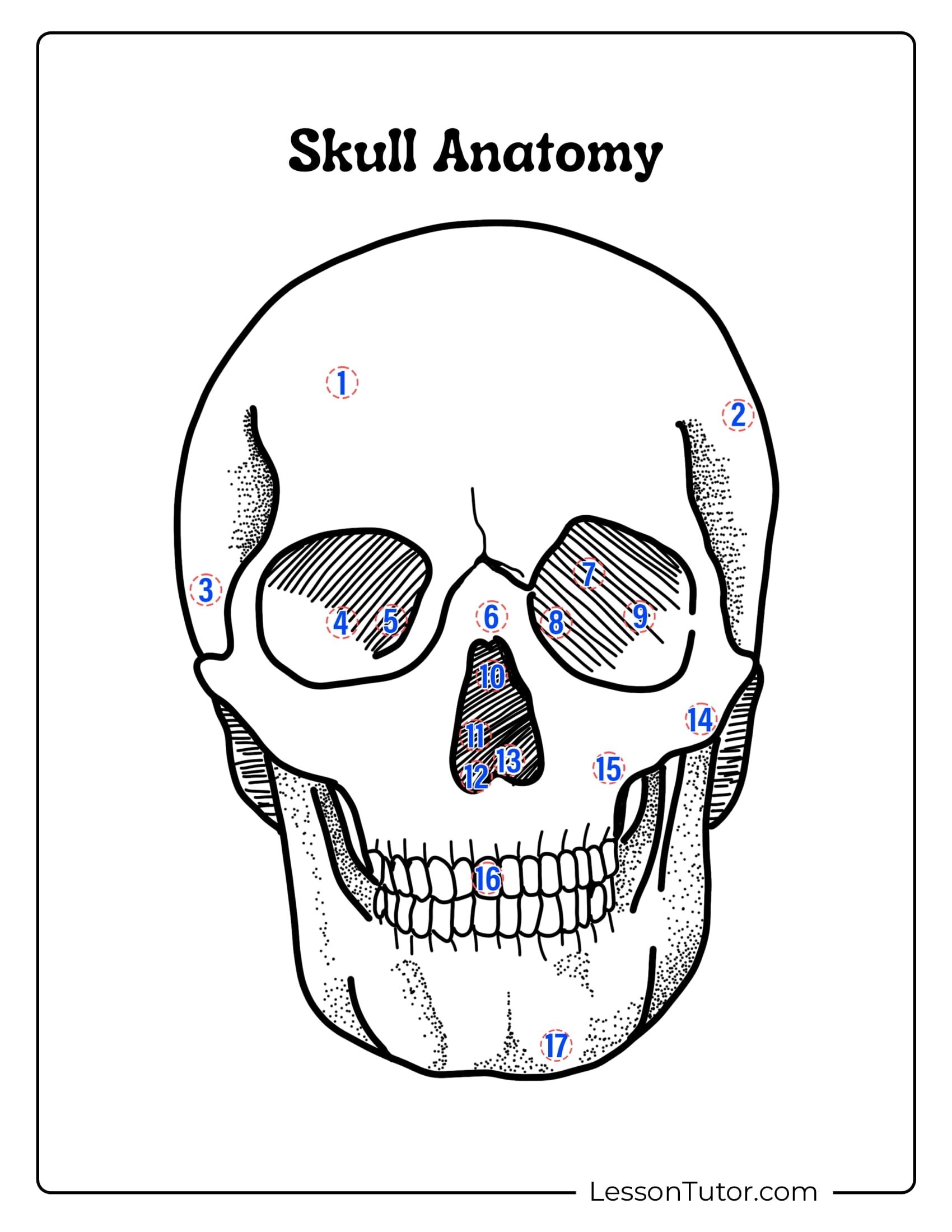 Skeleton Worksheets Free Coloring Pages PDF Printables And Worksheets Lesson Tutor