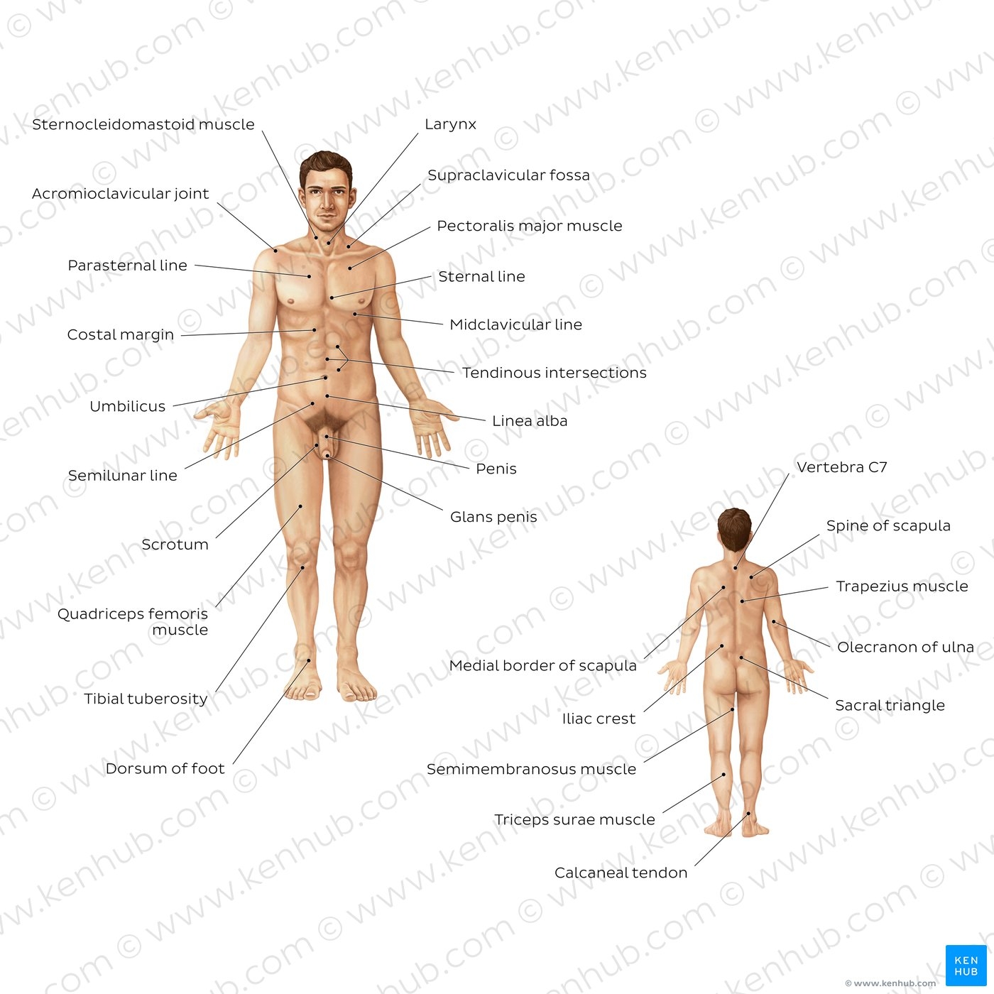 Body Regional Terms Wholeselling Pictures