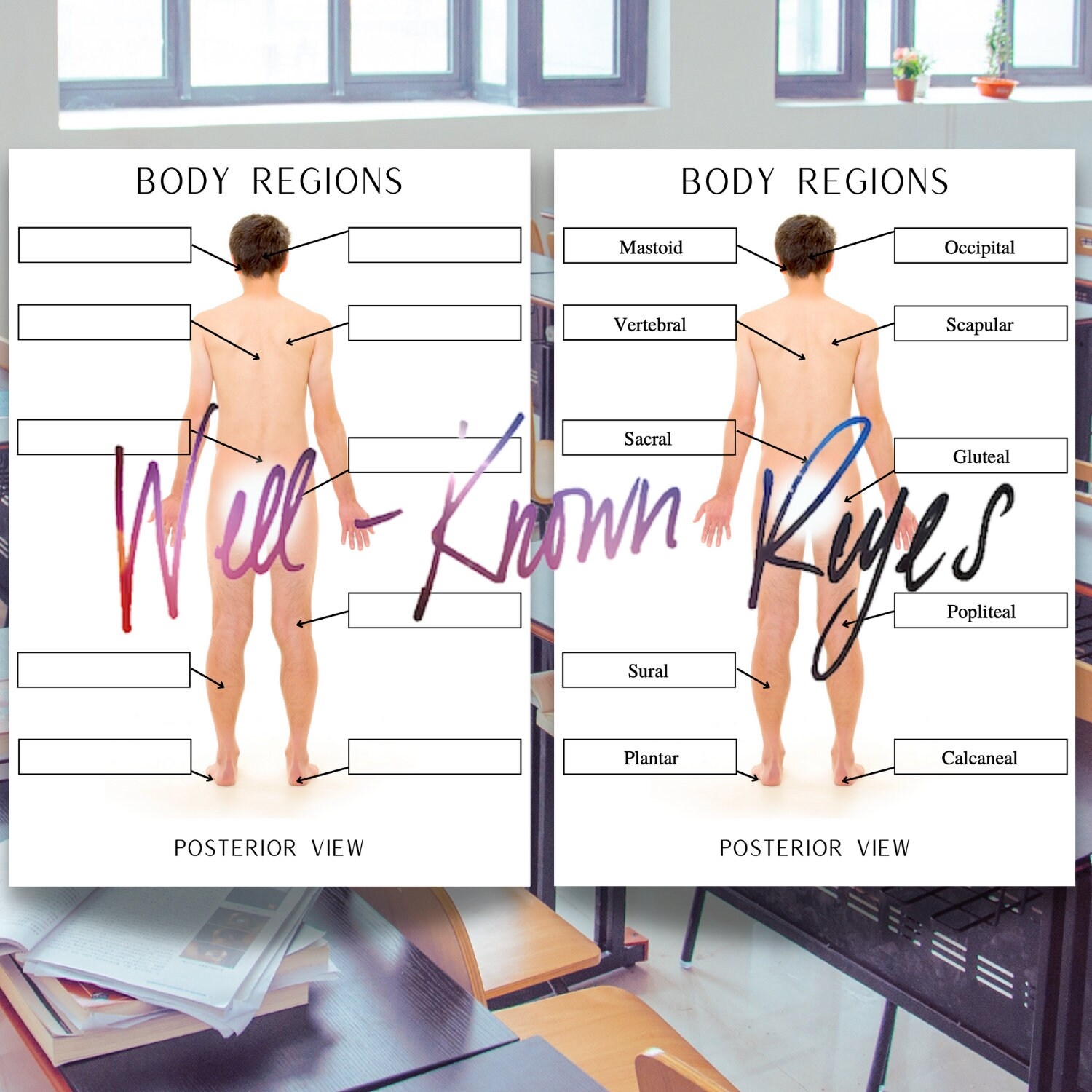 Body Regions Worksheet Abdominal Regions Body Cavities Anterior Posterior Views Digital Worksheet Practice Labeling Etsy