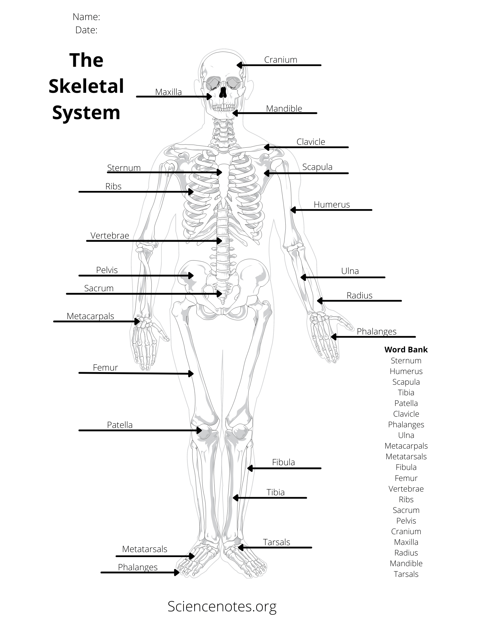 Human Skeleton Printable Worksheet