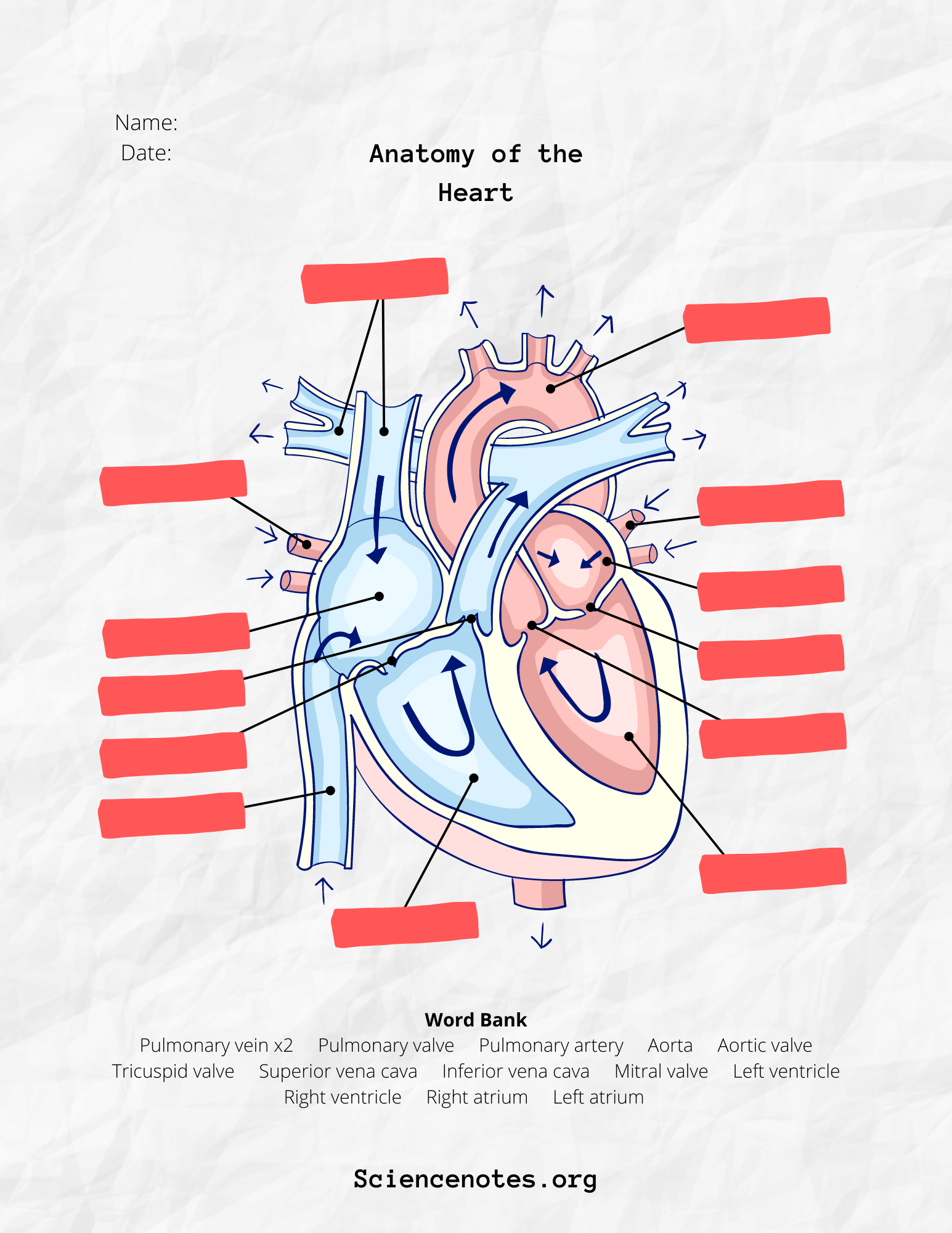 Anatomy And Physiology Printable Worksheets