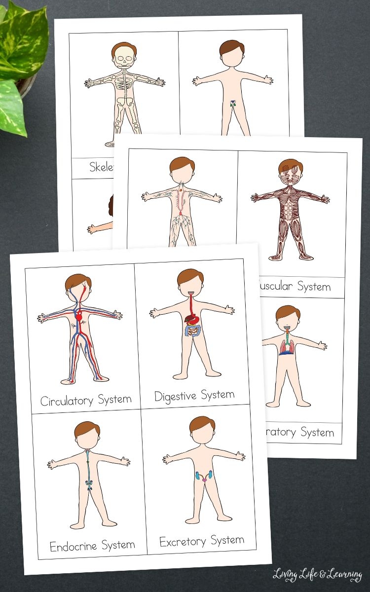 Human Body Systems Worksheets For Kids An Overview