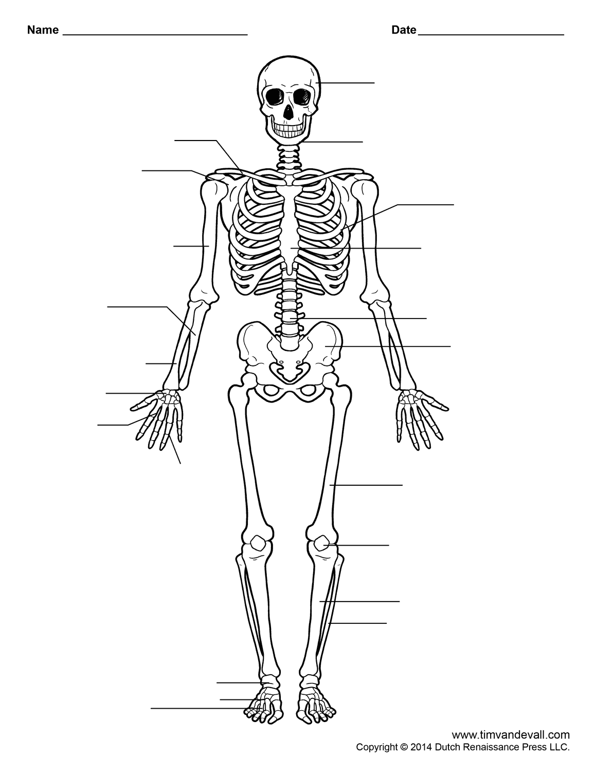 Human skeleton anatomy Tim s Printables