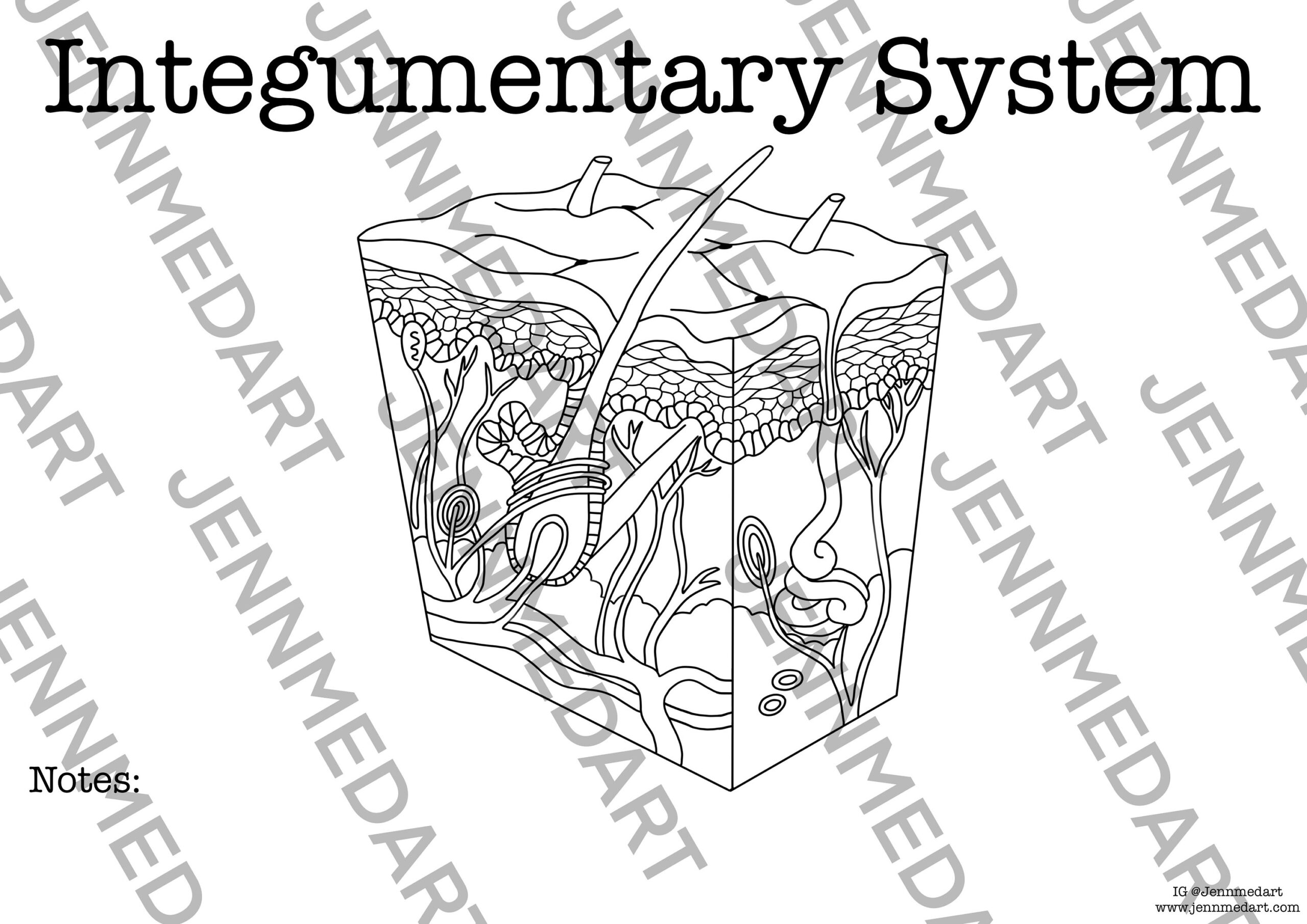 Integumentary Anatomy Coloring Page BLANK Digital Download Skin Anatomy Diagram Anatomy Worksheet Nurse Student Study Guide Anatomy Art Etsy