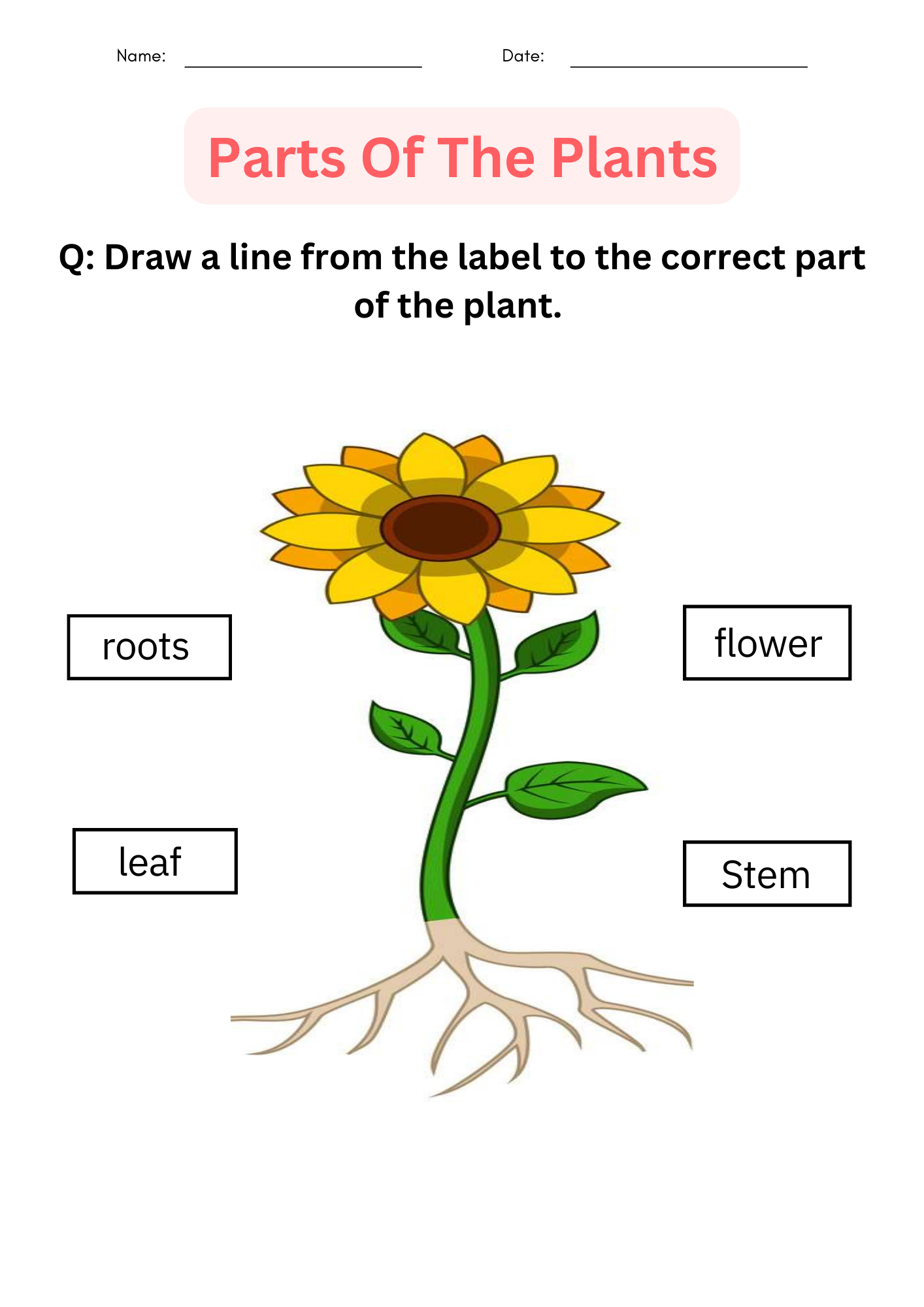 Printable Activities Parts Of A Plant Worksheet For Kindergarten Made By Teachers