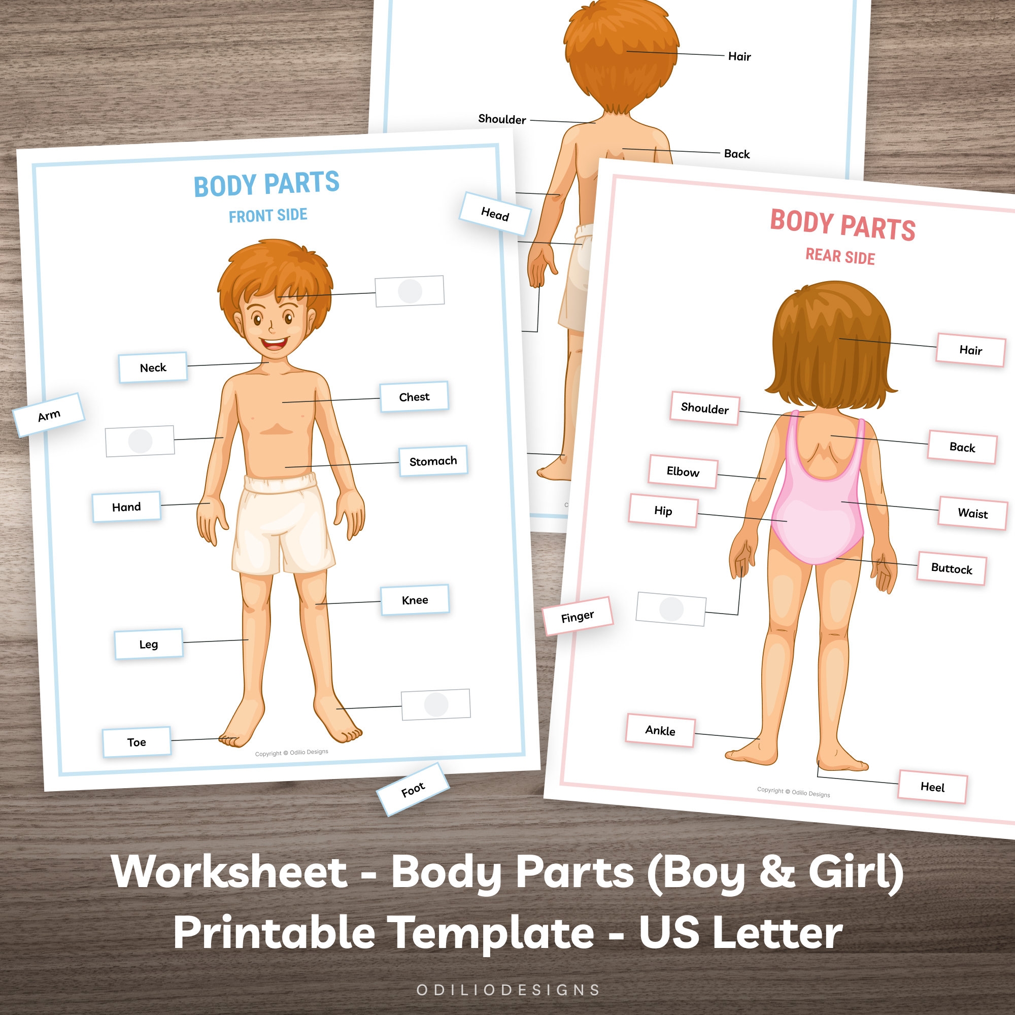 Printable Body Parts Worksheet And Human Anatomy Activity For Toddler Kindergarten Kids Montessori Material Homeschool Learning Busy Book Etsy