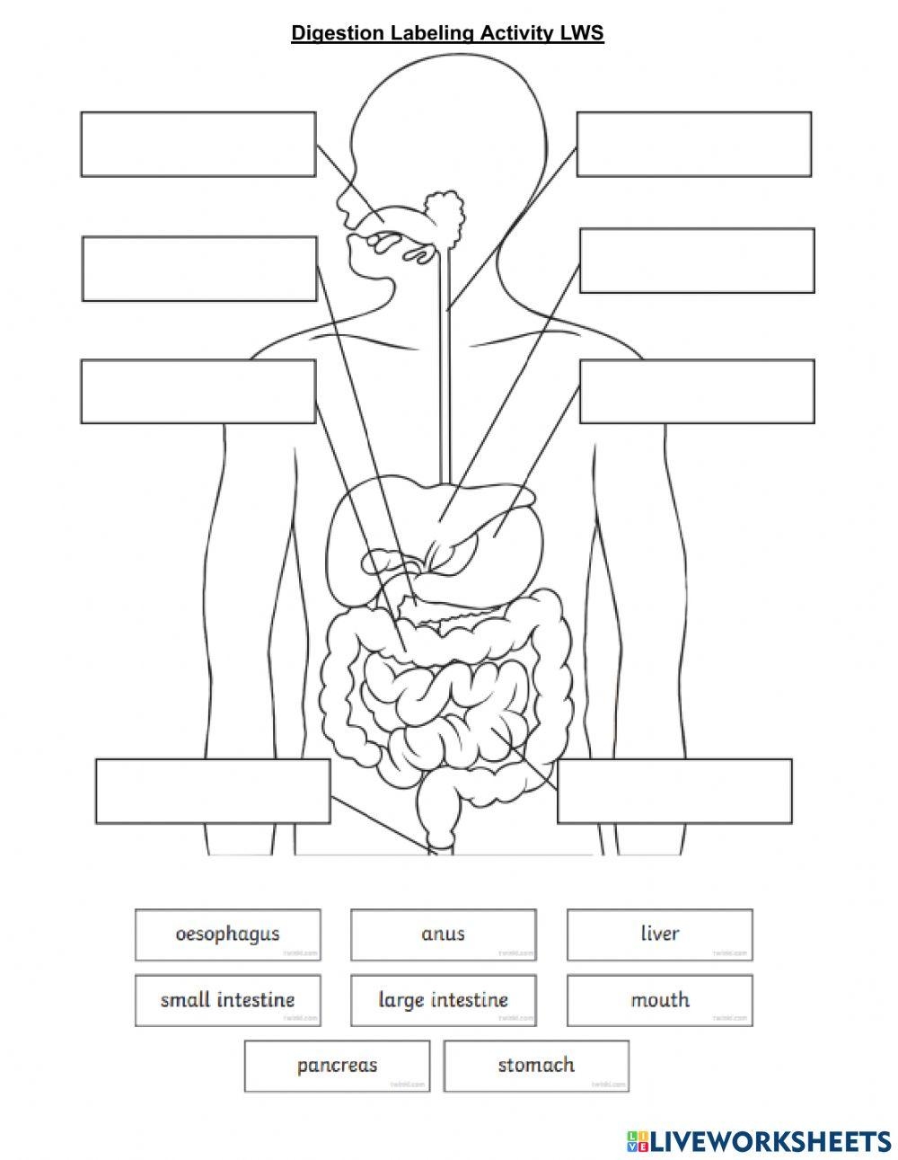 Printable Digestive System Worksheet Printable Design Resources
