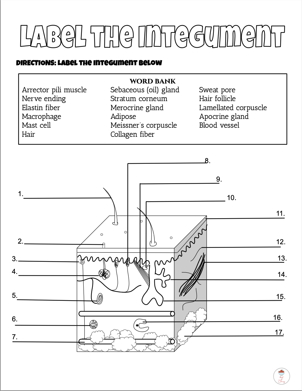 Skin Integument Reading Coloring Quiz PDF Classful