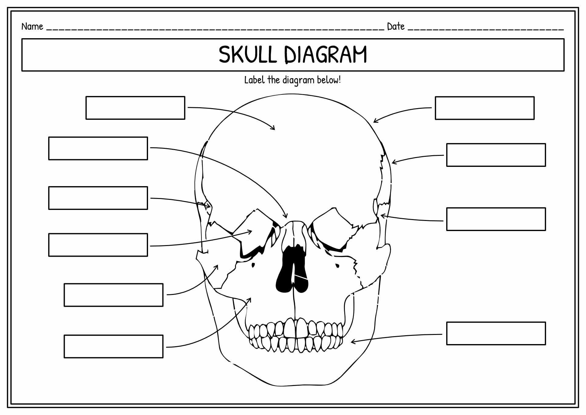 11 Human Skull Labeling Worksheet Free PDF At Worksheeto