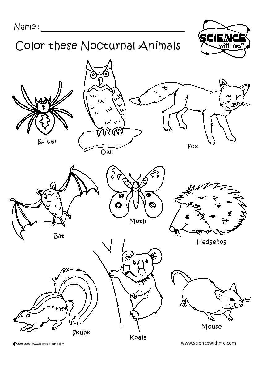 17 nocturnal animals ideas nocturnal animals preschool crafts animals