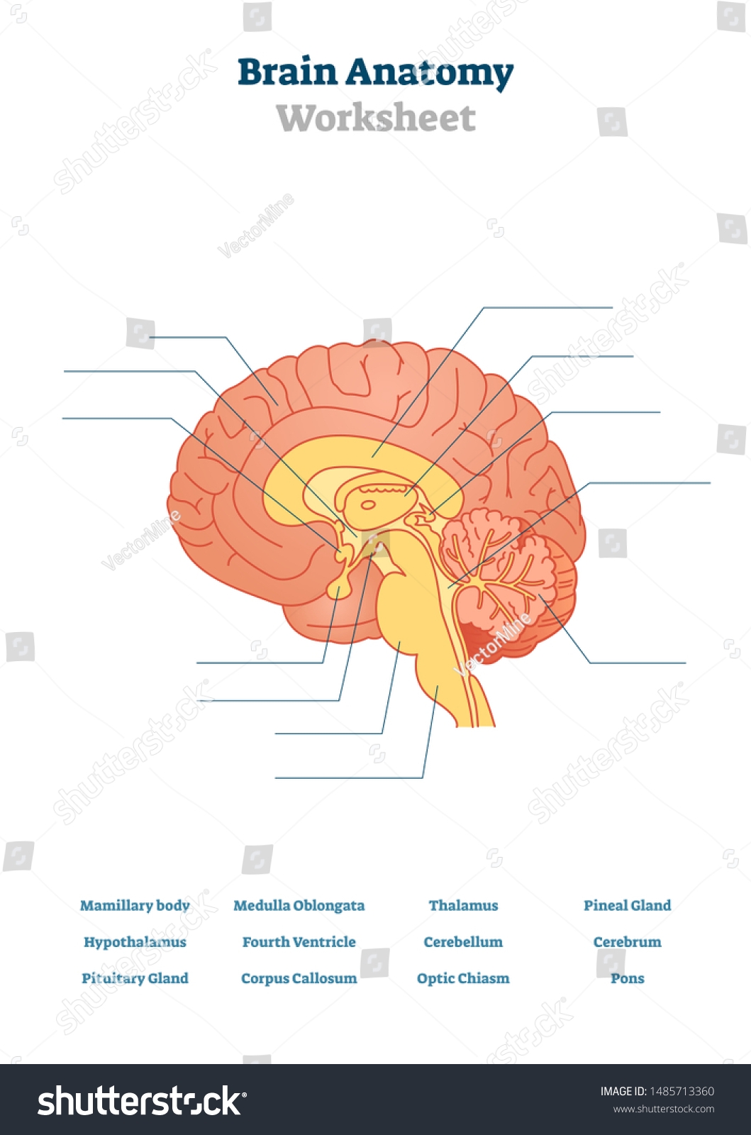 Printable Brain Labeling Worksheet
