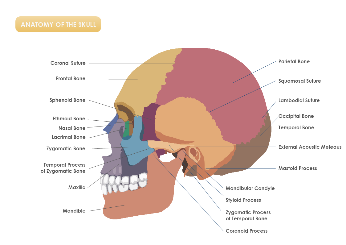 Anatomy Of The Skull Template MyDraw