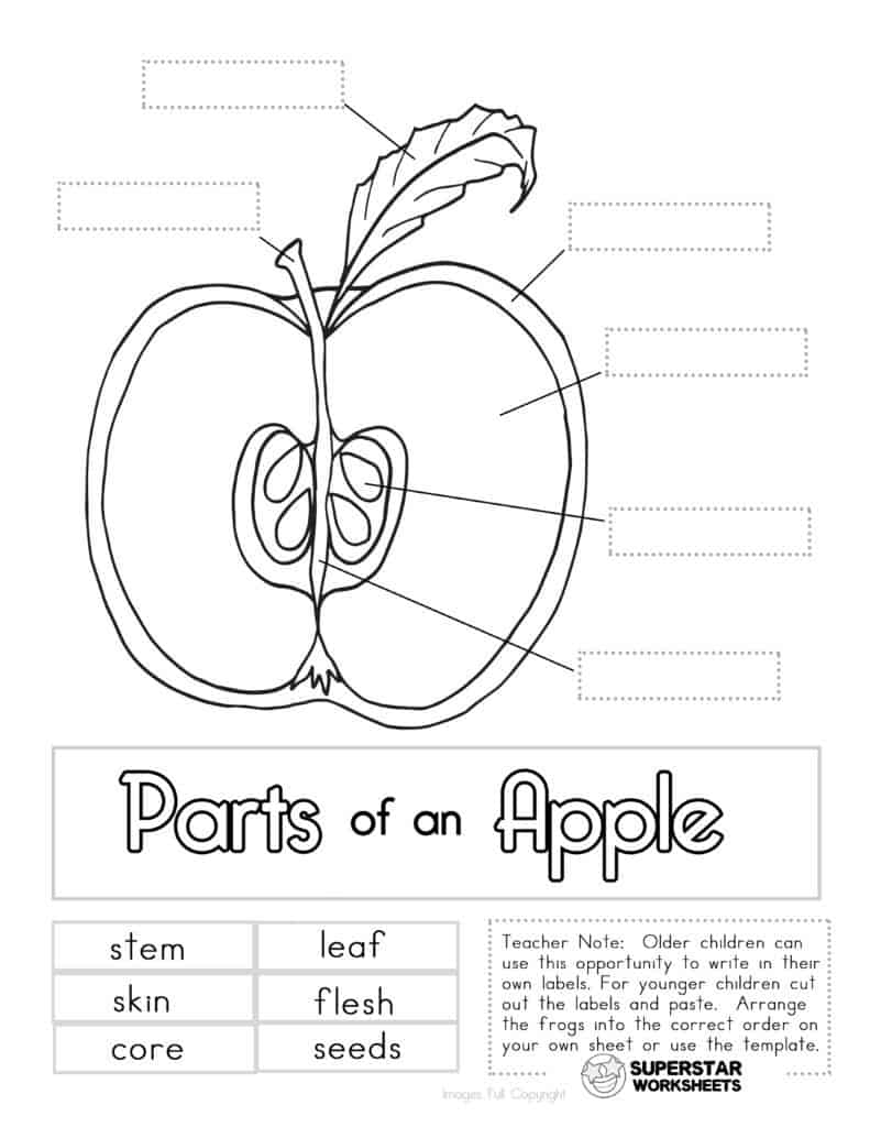 Free Printable Apple Worksheets
