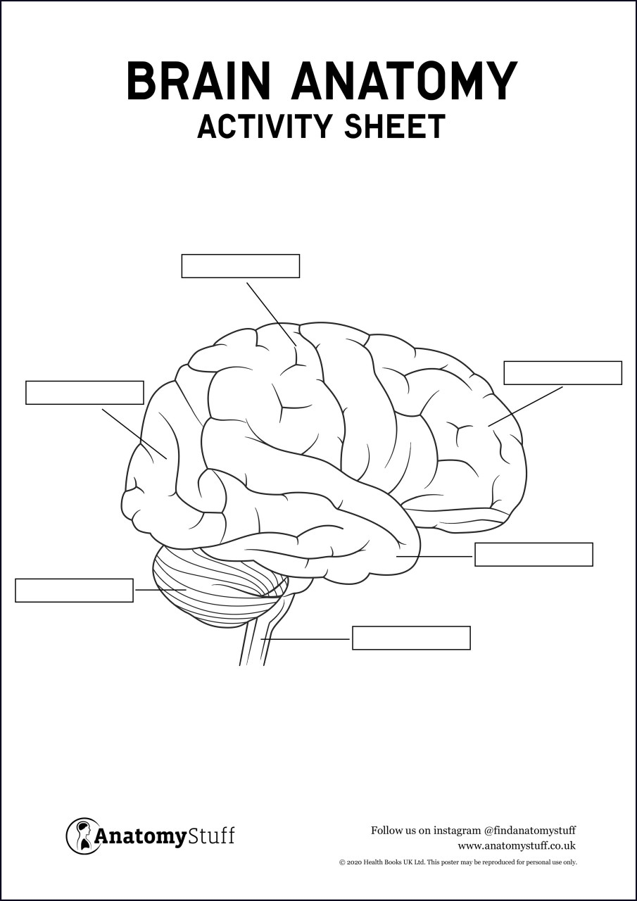 Brain Anatomy Activity Sheet PDF Worksheets Library