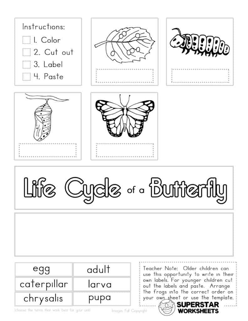 Printable Butterfly Cycle Worksheet