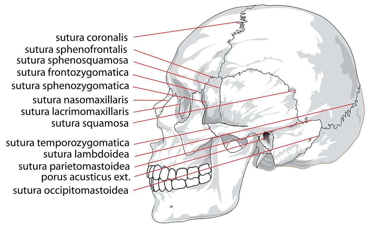 Download Skull Human Labeled Royalty Free Vector Graphic Pixabay Worksheets Library