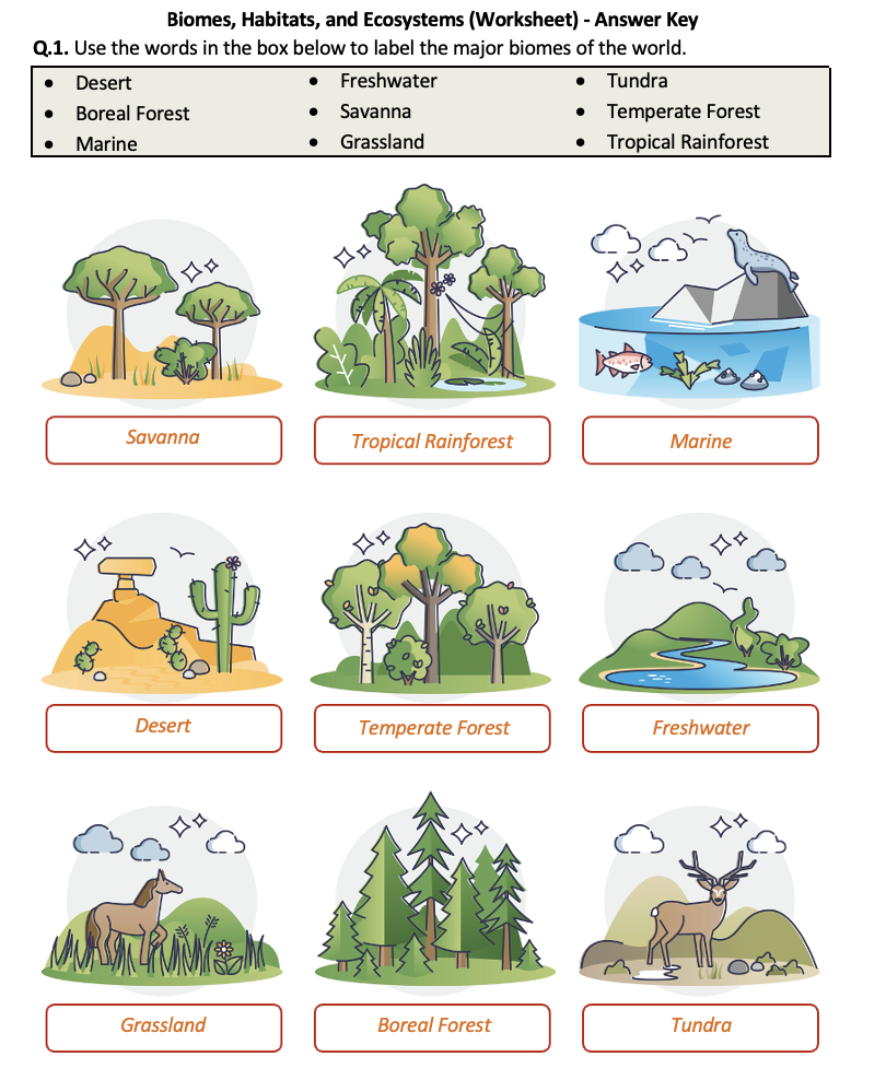 explore and learn with engaging ecosystem worksheets