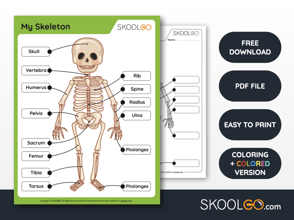Free Anatomy Printable Worksheets SKOOLGO