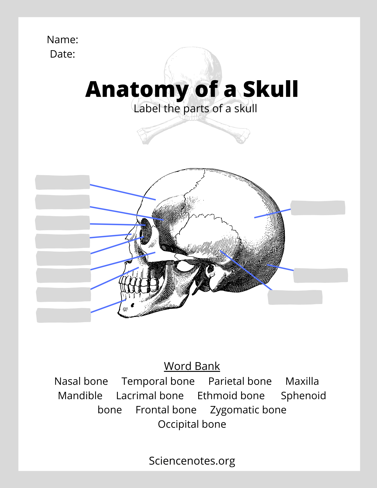 Printable Skull Labeling Worksheet