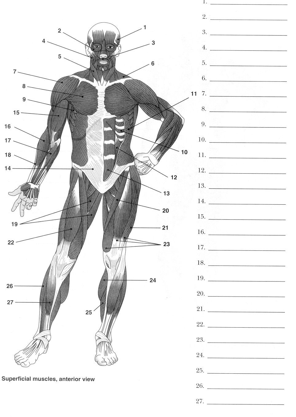 Label Muscles Worksheet Human Muscle Anatomy Human Body Worksheets Library