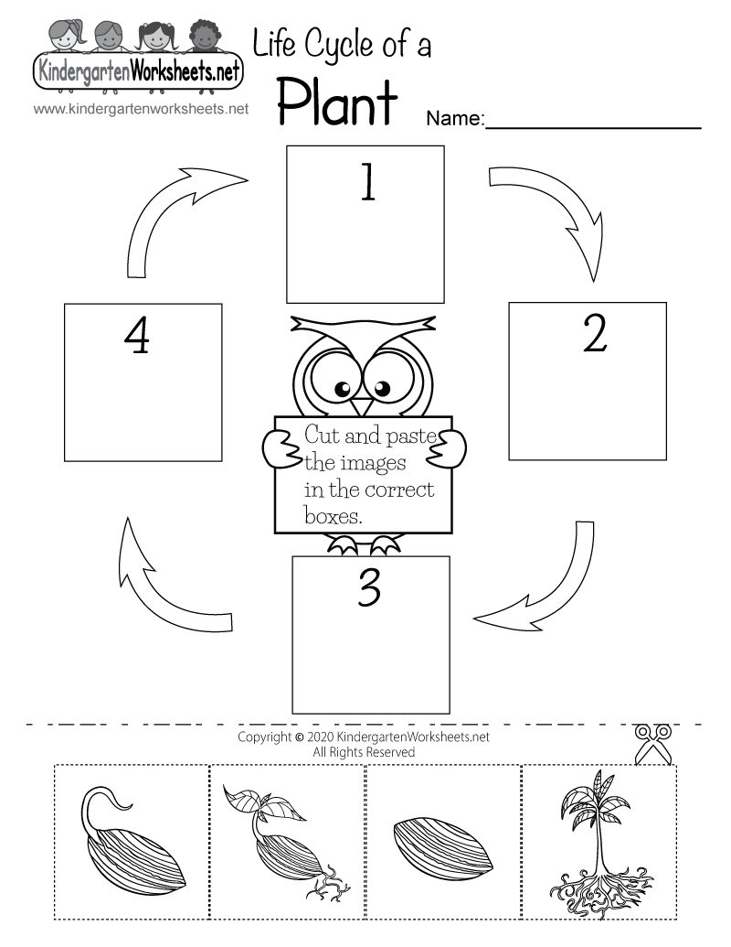 Printable Plant Life Cycle Worksheet Pdf