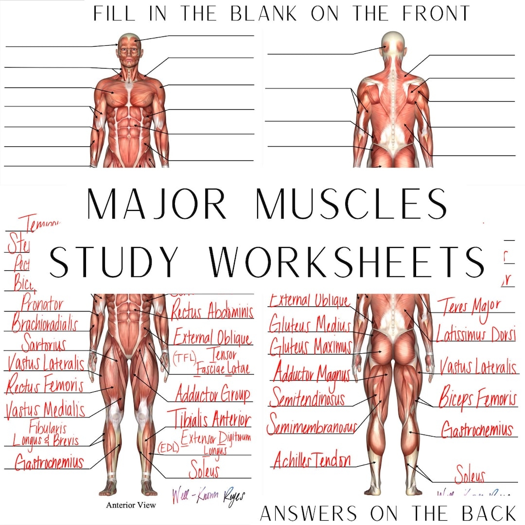 Muscular System Major Muscles Anatomy Physiology Study Worksheets Digital Download Anterior View Posterior View Etsy