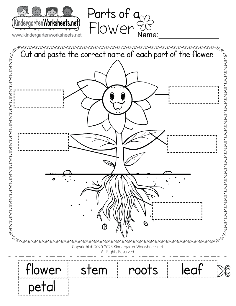 Free Printable Parts Of A Plant Worksheet