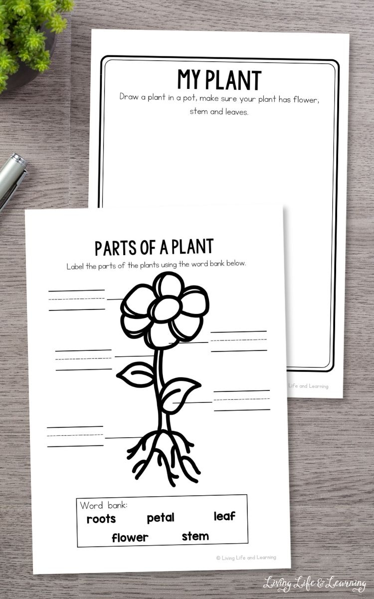 Free Printable Plant Worksheets For Kindergarten