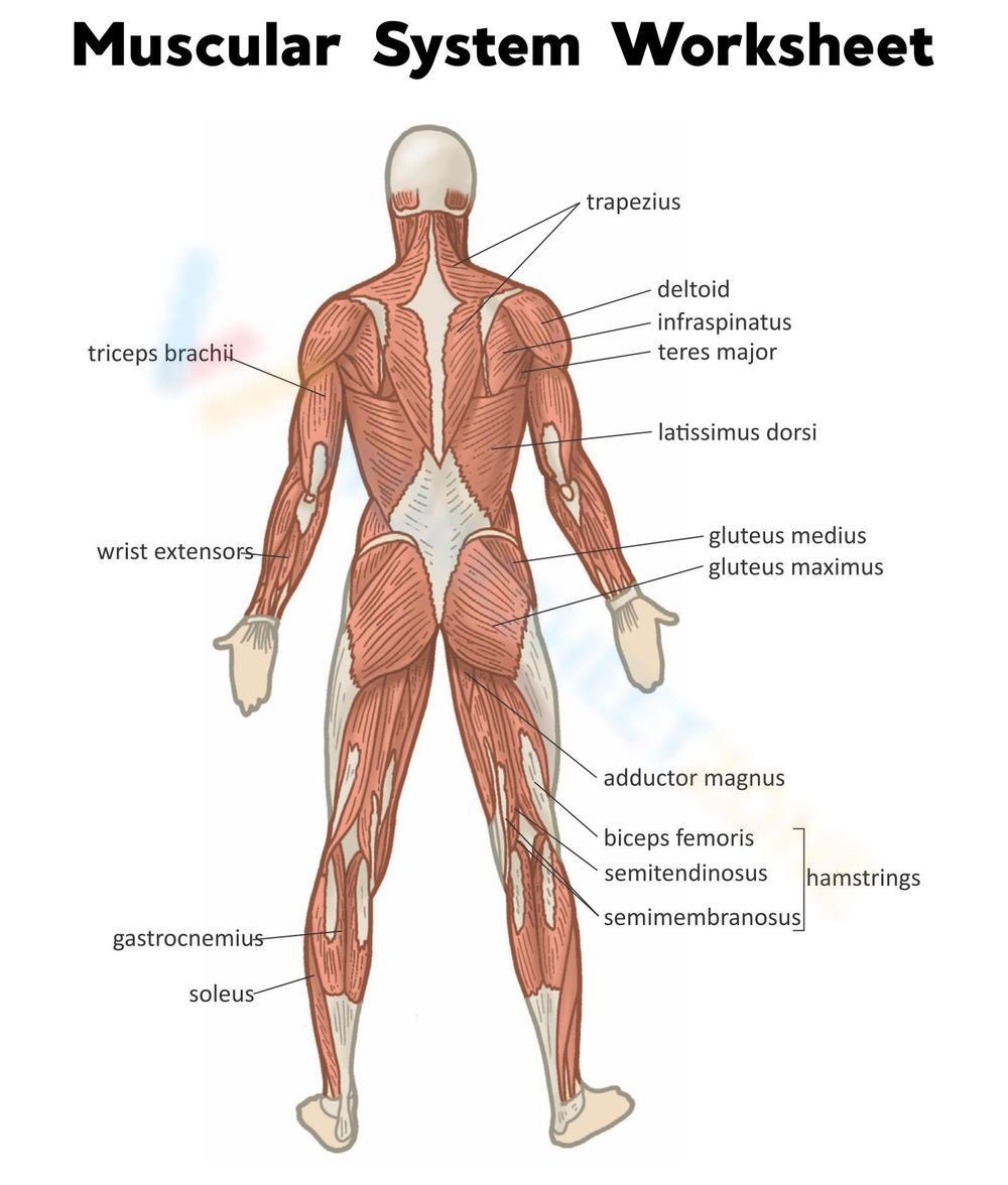 Printable Muscle Labeling Worksheet