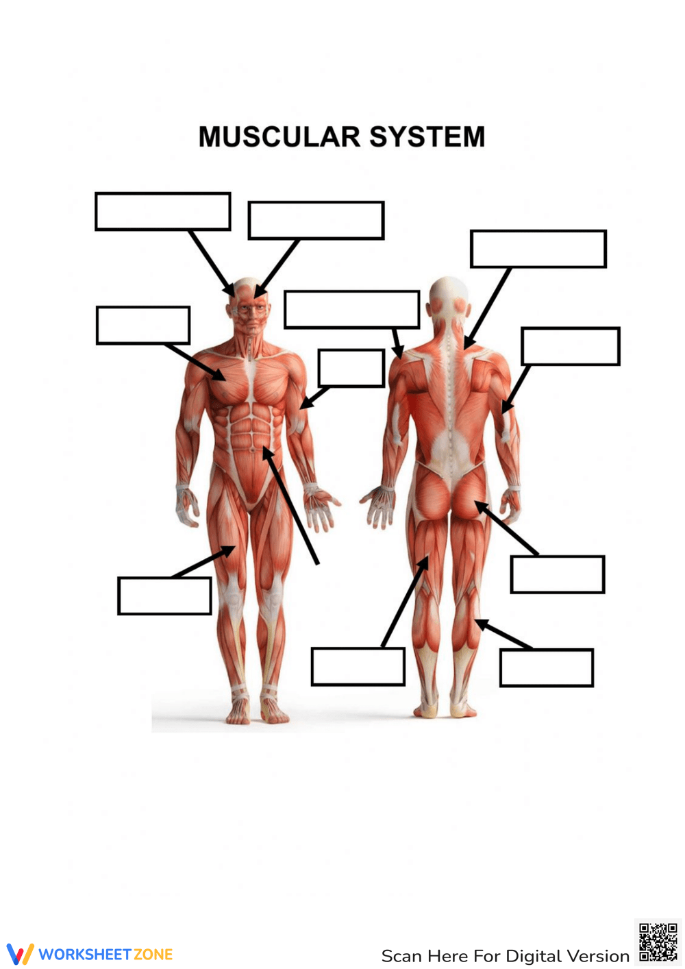 Printable Grade 7 Easter Muscular System Worksheets