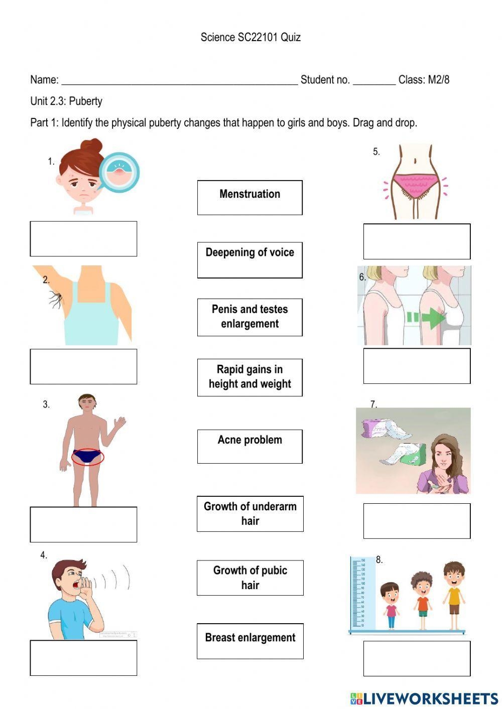 Free Printable Puberty Activity Worksheets